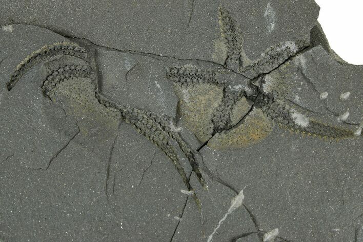 Ordovician Brittle Star (Ophiura) - Morocco #365290